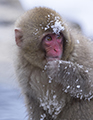 Winter Wildlife of Japan 2015