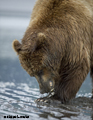 Alaskan Brown Bears