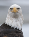 Bald Eagles of Alaska