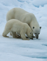 Arctic Svalbard