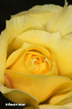 Yellow Rose