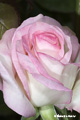 Pink and White Rose