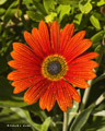 South African Daisy