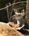 Mule Deer