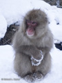 Snow Monkey (Japanese Macaque)