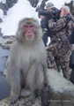 Snow Monkey (Japanese Macaque)