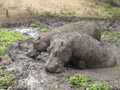 Hippopotami Taking a Mud Bath