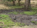 Hippopotami Taking a Mud Bath