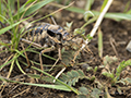 Insect in Mongolia