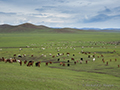 Mongolian cattle