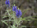 Wildflower, Mongolia