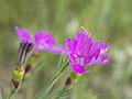 Wildflower, Mongolia