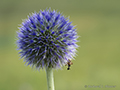 Wildflower, Mongolia