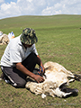 Shearing sheep in Mongolia