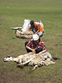 Shearing sheep in Mongolia