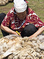 Shearing sheep in Mongolia