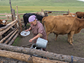 Milking the family herd, Mongolia