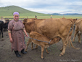 Milking the family herd, Mongolia