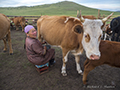 Milking the family herd, Mongolia