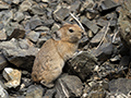 Ground squirrel in Yol Valley