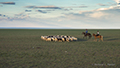 Herding sheep and goats, Gobi Desert