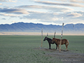 Horses tethered in Mongolia