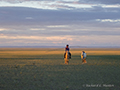 Mongolian horseman, Gobi Desert