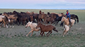 Mongolian horseman, Gobi Desert