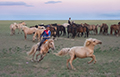 Mongolian horseman, Gobi Desert