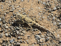 Lizard, Gobi Desert