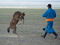 Horseman, Naadam Festival, Mongolia