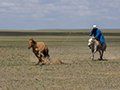 Horseman, Naadam Festival, Mongolia