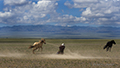 Horseman, Naadam Festival, Mongolia