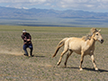 Horseman, Naadam Festival, Mongolia