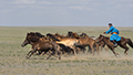 Horseman, Naadam Festival, Mongolia