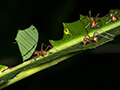 Leafcutter Ants