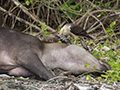 Baird's Tapir