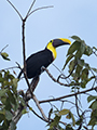 Black-Mandibled Toucan