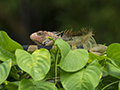 Green Iguana