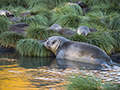 Southern Elephant Seal