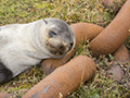 Fur Seal