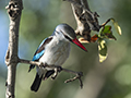 Woodland Kingfisher