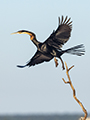 African Darter (snakebird)