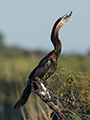 African Darter (snakebird)