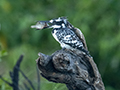 Pied Kingfisher