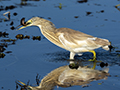 Squacco Heron