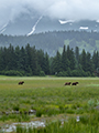 Coastal Brown Bears