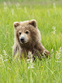 Coastal Brown Bear Cub