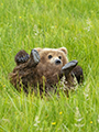 Coastal Brown Bear Cub