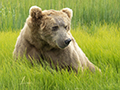 Coastal Brown Bear